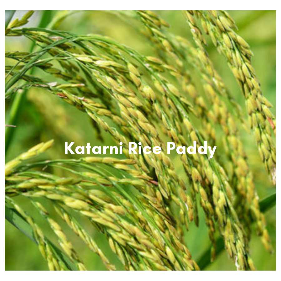 Premium Bhagalpuri Special Katarni Rice (GI tag)