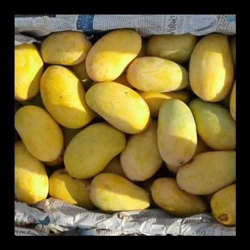 Buy Kesar Mango Online | Kesar Mango 100% Authentic | Best Quality | Villkart